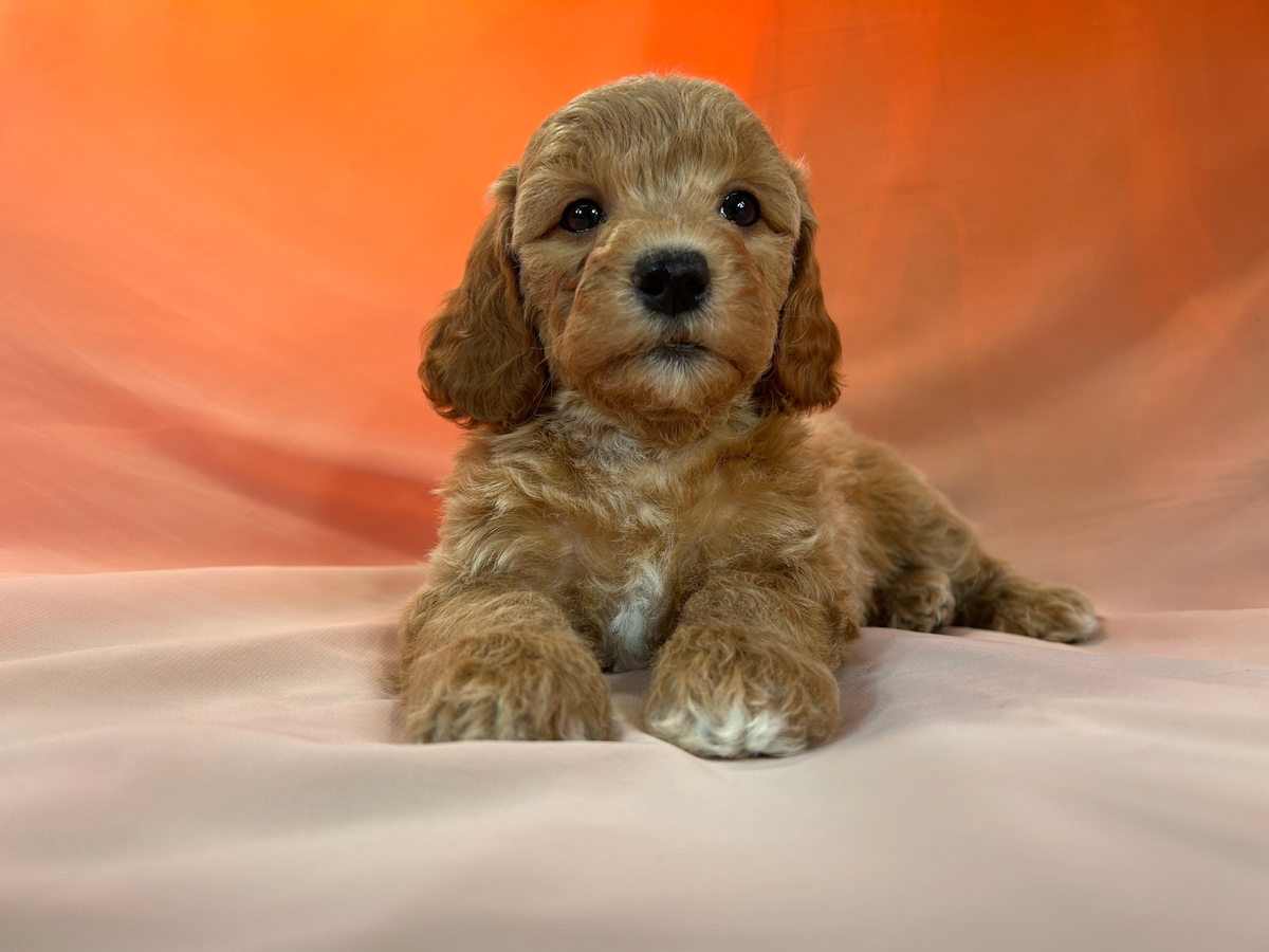 Female F1b Bichon Poodle Puppy for Sale DOB 1-17-2024 $1200